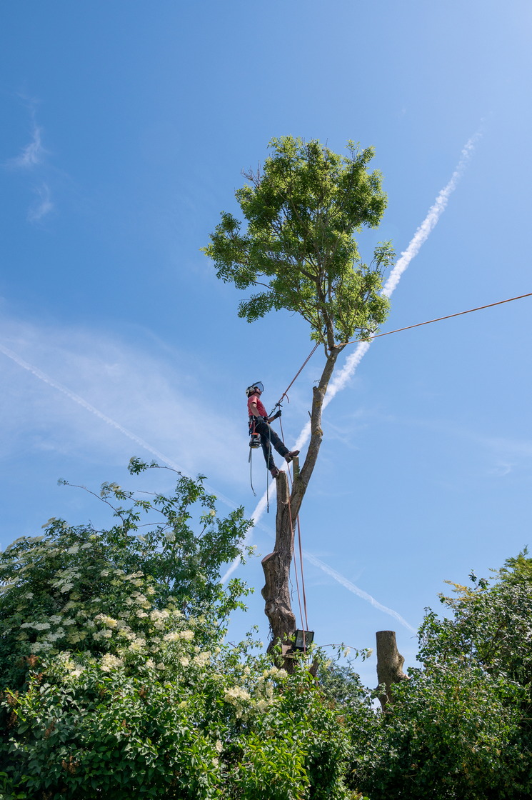 Арборист высоко на дереве спиливает опасное дерево