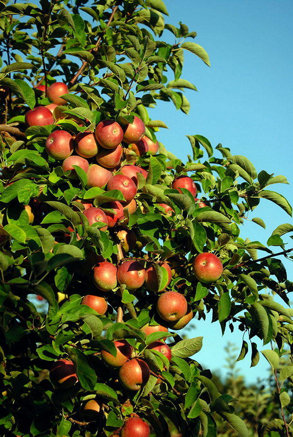 Õunapuude lõikamine. Oks õuntega